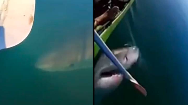 皮划艇捕获了大白鲨的恐怖镜头，试图咬一口桨