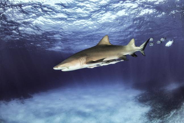 佛罗里达州有健康的鲨鱼人口。信用：Alamy