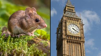 “不人道”的鼠标胶陷阱将在英格兰禁止