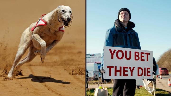 在8天内3只狗安乐死后，澳大利亚禁止灵狮赛车的呼吁在澳大利亚增长