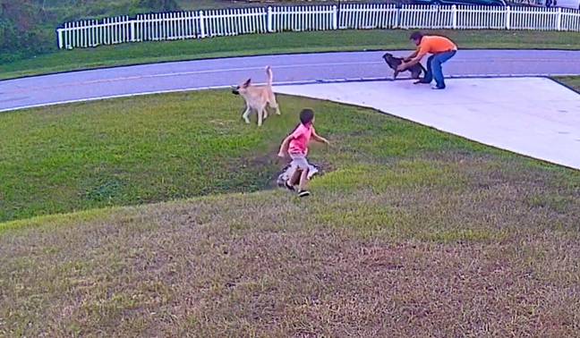 这只狗能够捍卫这个男孩，直到其主人到达以控制失控的猎犬。学分：tiktok/@flodaboy1
