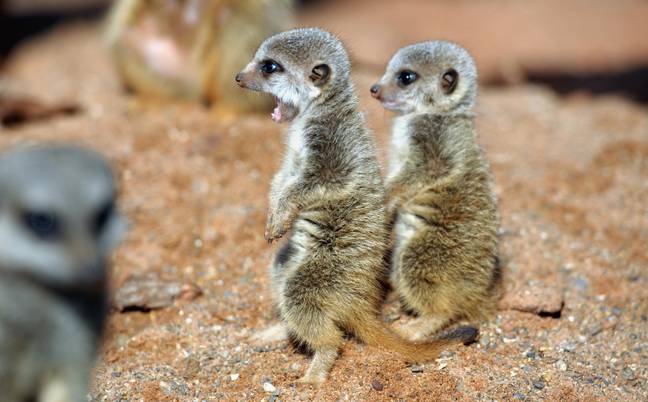 Baby Meerkats在布里斯托尔动物园花园。信用：Alamy