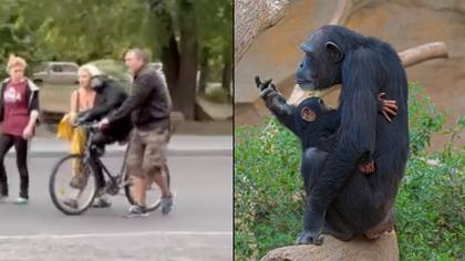 当逃脱的猴子骑自行车返回乌克兰动物园时，饲养员很高兴