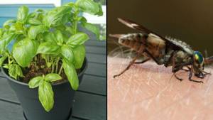 67p的房屋植物会阻止苍蝇惹恼您在家中