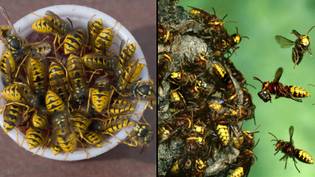 夏季黄蜂在可能“多年来最糟糕”的路上入侵“loading=