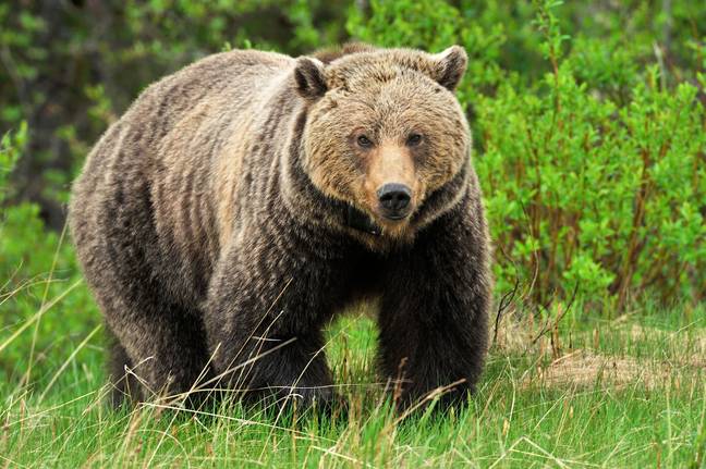 如果您看到一只灰熊前进，您不会跑步，卷曲，保护您的重要器官并遮住脖子的后部。图片来源：罗伯特·麦克格（Robert McGouey） /野生动物 /阿拉米（Alamy）股票照片