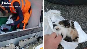 垃圾袋中发现的废弃小猫，并通过垃圾收集者养活健康