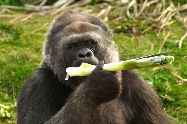 布里斯托尔动物园花园的女性西部低地大猩猩。信用：Alamy