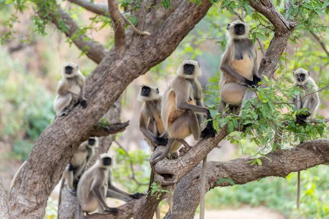 Langur猴子的库存图像。信用：Alamy
