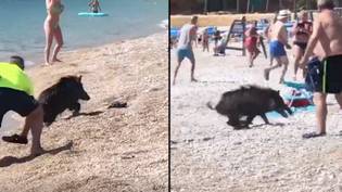 女人在海滩上的海滩上袭击了野猪