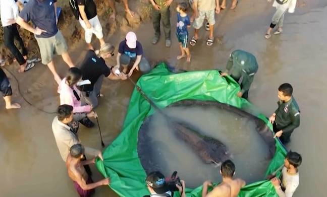 巨型黄貂鱼被柬埔寨捕获。学分：湄公河/美联社的奇观