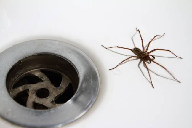对蜘蛛的恐惧是英国最常见的恐惧症之一。信用：Alamy