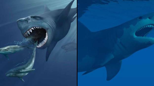 关于世界上最大的鲨鱼Megalodon如何消失的“科学家解决”的奥秘