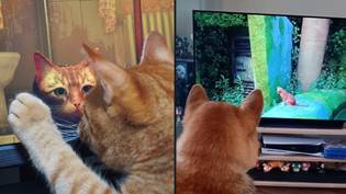 现实生活中的猫喜欢他们的主人玩名为Stray的开放世界电子游戏“loading=