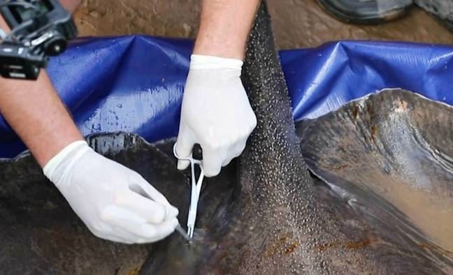 标签后，黄貂鱼被释放回河。学分：湄公河/美联社的奇观