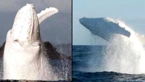 担心澳大利亚著名的白座头鲸Migaloo死了