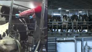 英国广播公司（BBC）对牛纪录片的投诉击中，震惊了观众