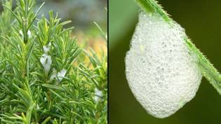 英国人对英国花园中植物上发现的“有害”泡沫的紧急警告GydF4y2Ba