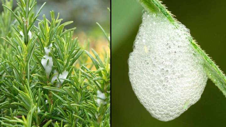 英国人对英国花园中植物上发现的“有害”泡沫的紧急警告