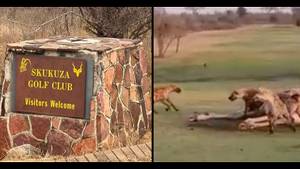 长颈鹿在“世界上最疯狂的高尔夫球场”上撕裂