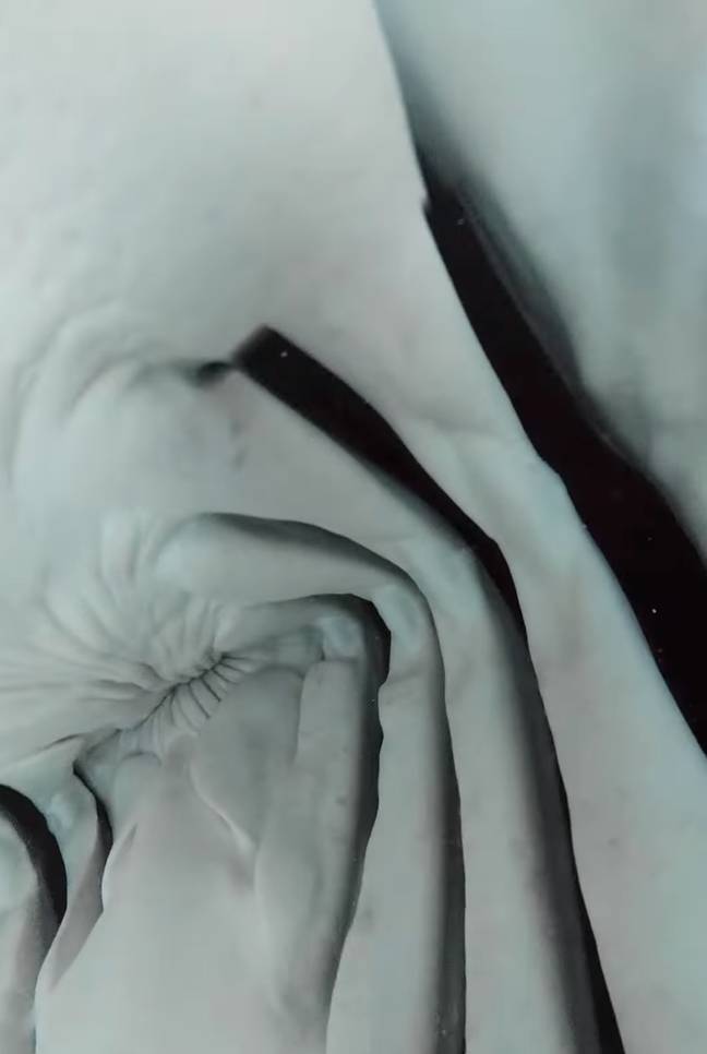 在令人难以置信的镜头中可见鲨鱼的ill。学分：Instagram/@zimydakid