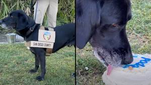 侦探犬在嗅探包裹的职业生涯后获得服务奖