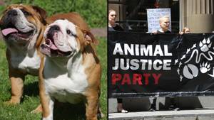 组织要求在一个澳大利亚州禁止使用平面狗，因为这些动物受苦