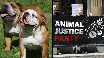 组织要求在一个澳大利亚州禁止使用平面狗，因为这些动物受苦