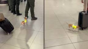 微小的毒品检测狗正在找到哥伦比亚机场的顽皮物品