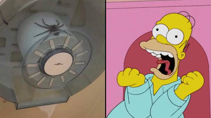 澳大利亚震惊地看到大蜘蛛坐在浴室内的卫生纸顶部