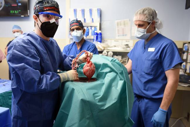 外科医生炫耀戴维·贝内特（David Bennett）移植中使用的猪心。学分：Zuma Press，Inc/Alamy Stock Photo