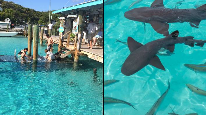 8岁的英国男孩在巴哈马度假时遭到鲨鱼的袭击