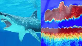 鲨鱼学院在海洋扫描仪上捡起50英尺“ Megalodon”形状后“如果存在MEG存在”“loading=