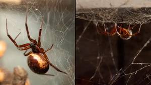 有毒的蜘蛛是在英国首次在英国吃蝙蝠