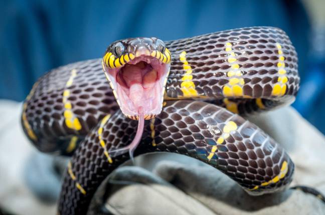 发现蛇叮咬主要发生在男性中。信用：Alamy