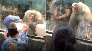 可怕的时刻狒狒试图咬儿童在动物园嘲笑它