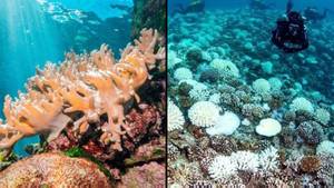 科学家呼吁在联邦选举之前发布大屏障礁漂白报告