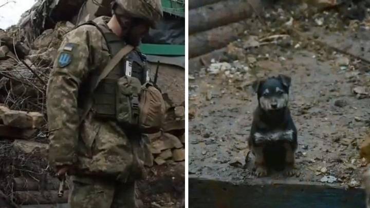 乌克兰士兵将“冷冻”可爱的小狗带入他们的职位，后者现在充当“安全”