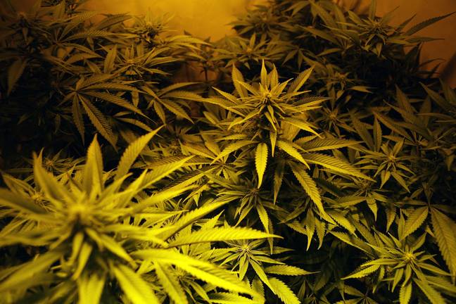 大麻的重新分类将与海洛因和可卡因一起排名。图片来源：Alamy / Chris Bull