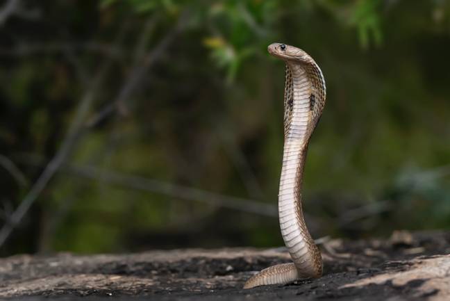 印度眼镜蛇每年在印度造成数千人死亡。图片来源：pexels
