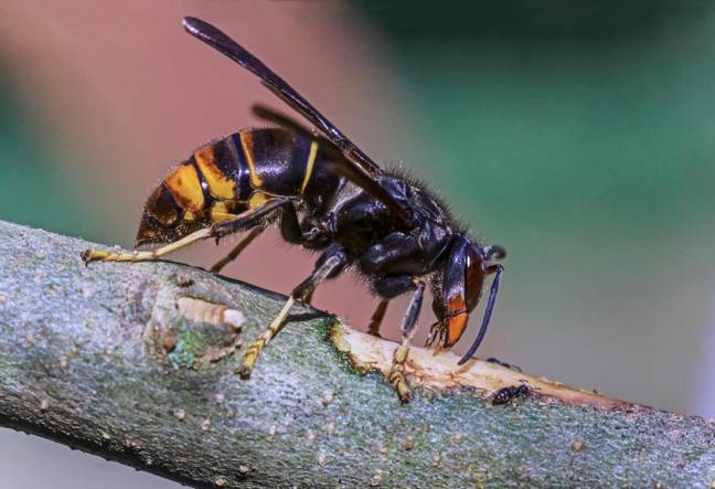 这不是第一次在英国发现亚洲黄蜂。学分：Brian Gadsby / Alamy股票照片