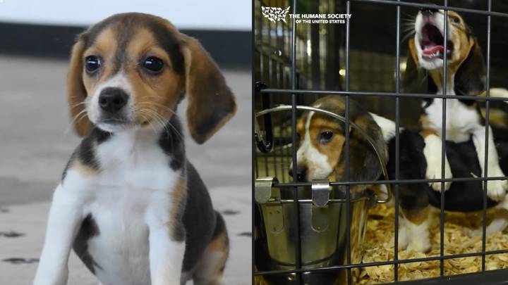 成千上万的小猎犬从美国的药物试验中得救，这可能是有史以来最大的狗救援之一