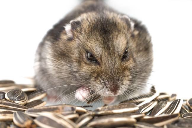 一个愤怒的仓鼠。信用：Wirestock，Inc。 / Alamy Stock Photo