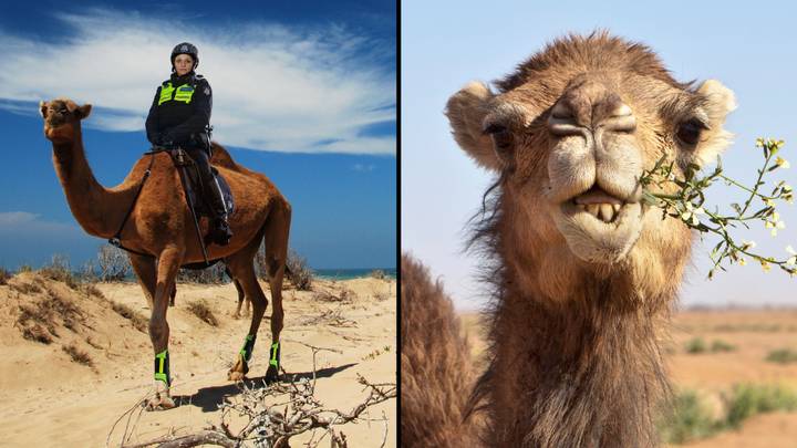 维多利亚警察在炫耀他们的新骑行骆驼师之后赢得了愚人节