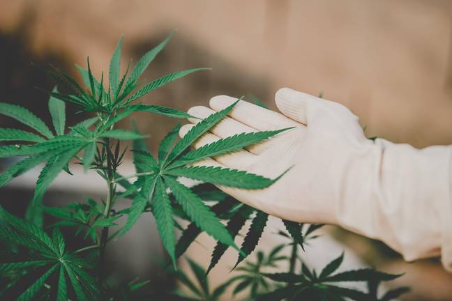 英国尚未批准“整个植物”医用大麻。信用：Alamy
