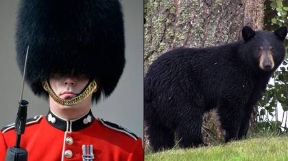 人们在意识到每年100只熊被杀死后感到愤怒，以制作国王的帽子