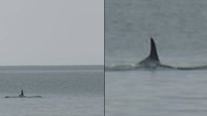 震惊的围观者认为他发现了他发现的杀手鲸鱼缠扰着流行的英国海滩
