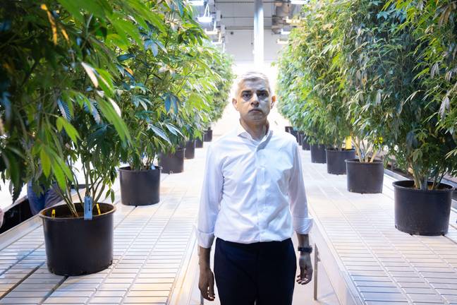 萨迪克·汗（Sadiq Khan）访问了洛杉矶研究大麻的影响。图片来源：Alamy