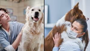 研究表明，与狗在一起的时间可以减轻疼痛