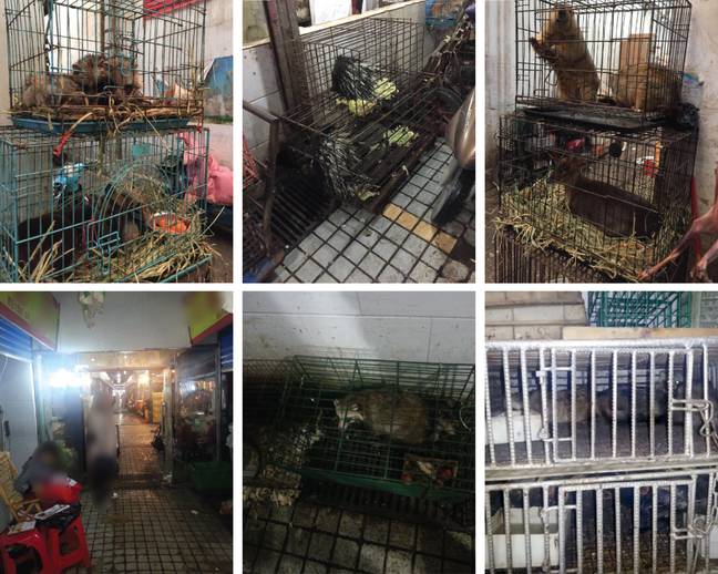 哺乳动物在2019年在市场上出售（前3名）和2014年（底部3）。图片来源：Michael Worobey等人/Weibo